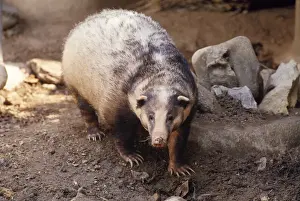 Prints of Hog Badger (Arctonyx collaris). Thailand Erinaceidae Prints: Hog Badger (Arctonyx collaris) Print, Thailand