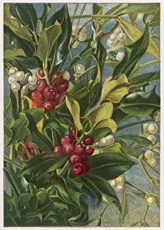 Holly and Mistletoe Print