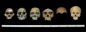 Hominid crania Hominid crania