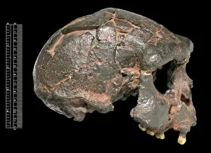 Anthropological Collection: Homo erectus, Java Man cranium (Sangiran 17) cast