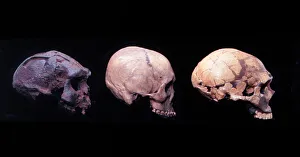 Homo erectus (Sangiran 17), H. sapiens (?) H. neanderthalens Homo erectus (Sangiran 17), H. sapiens (?) H. neanderthalens