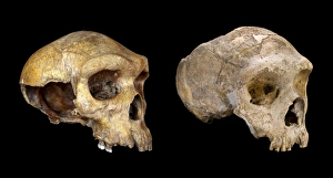 Homo neanderthalensis and Homo heildebergensis Homo neanderthalensis and Homo heildebergensis