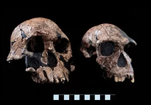 Paleolithic Collection: Homo rudolfensis (KNM-ER 1470) Homo habilis (KNM-ER 1813)
