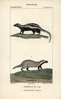 Prints of Honey badger, Mellivora capensis, and grison or South American glutton, Galictis cuja Muridae Prints: Honey Badger and Grison Print, 1816