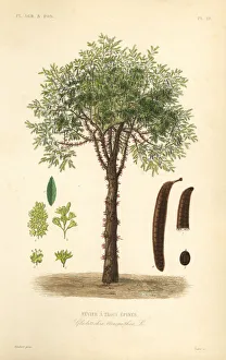 Honey locust or thorny locust tree, Gleditsia triacanthos Honey locust or thorny locust tree, Gleditsia triacanthos