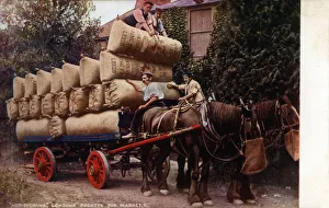 Hop Picking in Kent - Loading Pockets for Market Hop Picking in Kent - Loading Pockets for Market