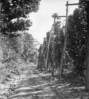 Bexley Area Views Prints: Hopfields
