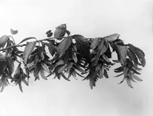 Hornbeam Fruit Print, 1960s