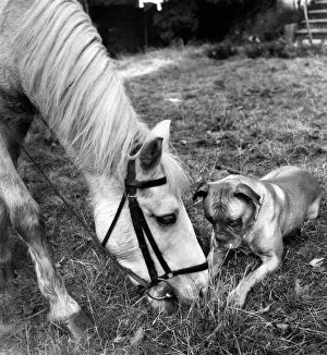 Dogs Collection: Horse and Boxer dog