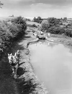 Prints of A horse on the tow path of the Oxford Canal at Napton, Warwickshire, England. It is pulling a narrow pleasure boat full of holidaying students. Date: early 1960s Related Image Prints: Horse-Drawn Narrow Boat Print, Oxford Canal, Napton