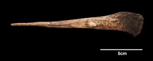 Early Human Collection: Horse-head engraved on bone