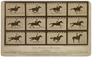 Images Dated 9th May 2012: The Horse in motion. Sallie Gardner, owned by Leland Stanfor