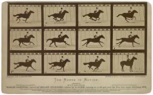 Horse Racing Prints: The Horse in Motion, Sallie Gardner Print, c1878