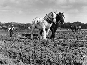 Related Images Collection: Horse Plough