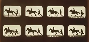 Equestrian Photography Prints: Horses. Cantering