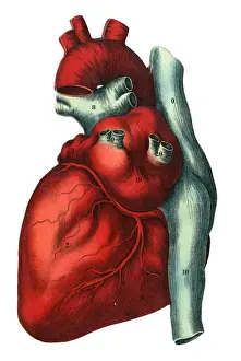 Human Heart Illustration Prints: Human heart