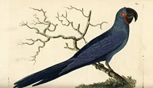 Anodorhynchus Collection: Hyacinth macaw, Anodorhynchus hyacinthinus