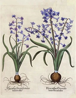 Hyacinthus Orientalis (Hyacinth)