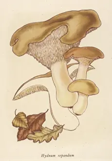 Hydnum Repandum Print - Edible Mushroom Illustration