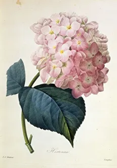 Hydrangea hortensis, French hydrangea Hydrangea hortensis, French hydrangea