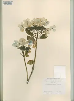 Bigleaf Hydrangea Prints: Hydrangea macrophylla Tricolor, bigleaf hydrangea