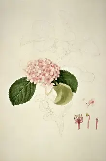 Hydrangea sp. Print from Delineation of Exotic Plants (1796)