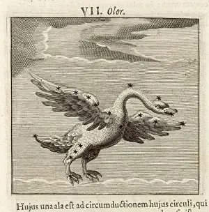 Vintage Ornithology Prints: Hyginus / Olor