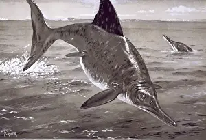 Ichthyosaurus Illustration Prints: Ichthyosaurus