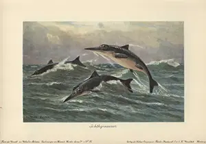 Early Jurassic Ichthyosaurus Print by Heinrich Harder, 1916