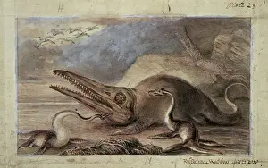 Prints of Watercolour painting by Benjamin Waterhouse Hawkins, (1809-1889). These marine reptiles live in Europe duing the early Jurassic period about 200 millions years ago Benjamin Waterhouse Hawkins Prints: Early Jurassic Marine Reptiles Print