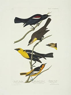 Icterus bullockii, xanthocephalus xanthocephalus, Agelaius t Icterus bullockii, xanthocephalus xanthocephalus, Agelaius t