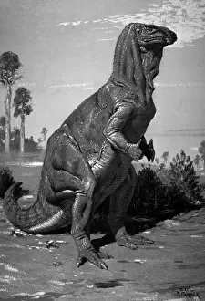 Prints of This dinosaur was a large bipedal herbivore which stood 14 feet high and 30 feet long. It lived during the Lower Cretactous around 140 to 110 million years ago Extinct Prints: Iguanodon Print: A 14ft High, 30ft Long Lower Cretaceous Herbivore