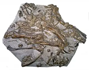 Herbivore Dinosaurs Prints: Iguanodon bones