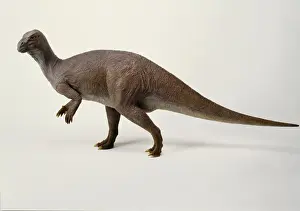 Iguanodon Model Prints: Iguanodon model, 1990s