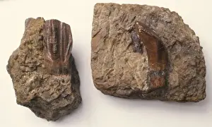 Dinosaur Fossils Prints: Iguanodon teeth