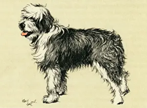 Children Prints: Cecil Aldin Print - Jim, a bobtail sheepdog