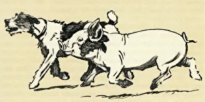Illustration by Cecil Aldin, terrier and pig Illustration by Cecil Aldin, terrier and pig