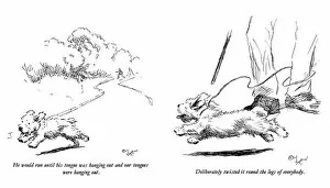 Cartoon Collection: Illustrations of a Sealyham terrier puppy by Cecil Aldin