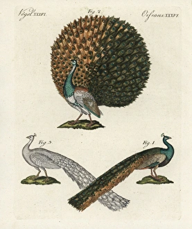 Indian or blue peafowl, Pavo cristatus Indian or blue peafowl, Pavo cristatus