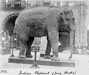 Jung Prints: Indian Elephant Print, c. 1898 - Jung Pasha at London Zoo