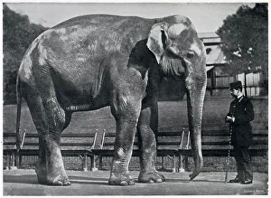 Jung Prints: Indian Elephant in London Zoo Print, 1896