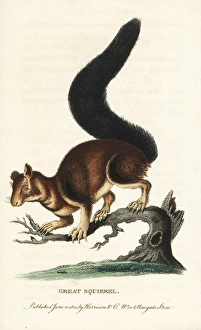 Indian or Malabar giant squirrel, Ratufa indica Indian or Malabar giant squirrel, Ratufa indica