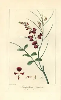 Pancrace Bessa Illustrations Prints: Indigofera juncea