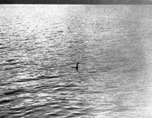 An infamous image of the Loch Ness Monster An infamous image of the Loch Ness Monster