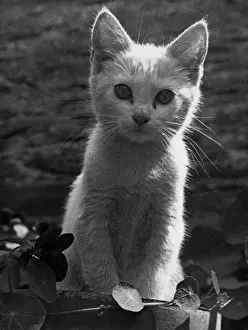 Cute Cat Pictures Prints: Innocent Kitten