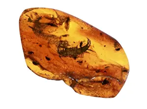 Centipede Prints: Eocene Centipede in Baltic Amber Print