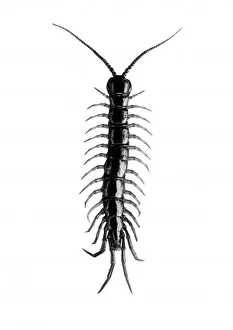 Centipede Prints: Centipede Print, 1960s, Insect Study by a British Artist