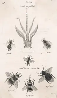 Common Bee Print featuring Queen and Drone
