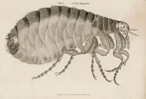 Prints of Common Flea (pulex) Flea Prints: Common Flea Print (Pulex)