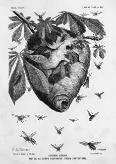Pest Control Images Prints: Insects / Wasp